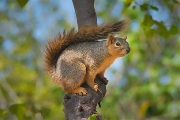Where do squirrels have their homes?