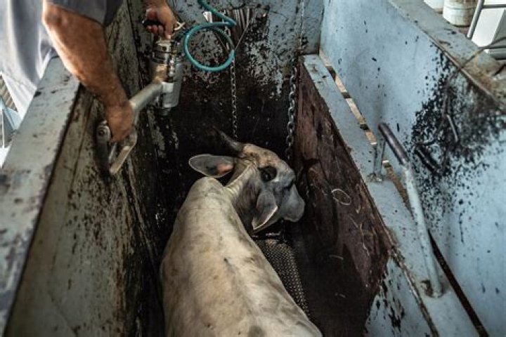 Where does meat go after the slaughterhouse?