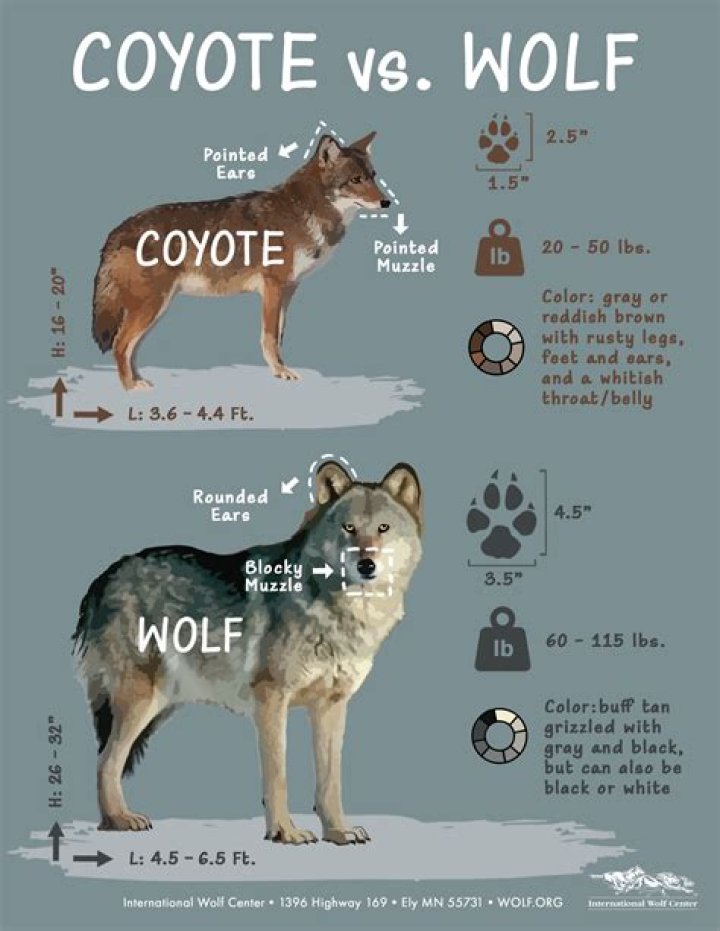 Which is worse wolf or coyote?