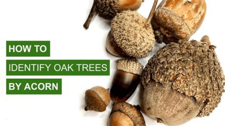 Which oak trees produce acorns the fastest?