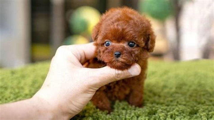 Which puppies are most expensive?