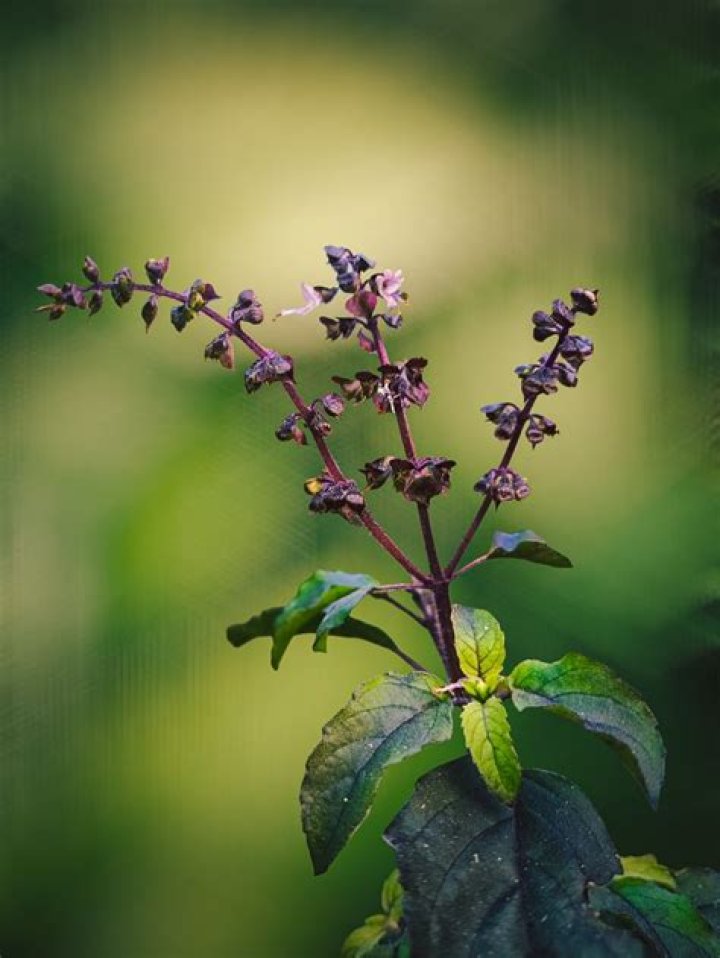 Which Tulsi has purple flowers?