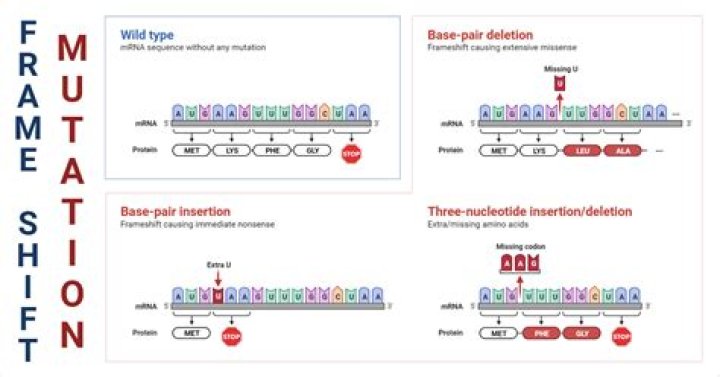 Which types of point mutation can cause a frameshift?