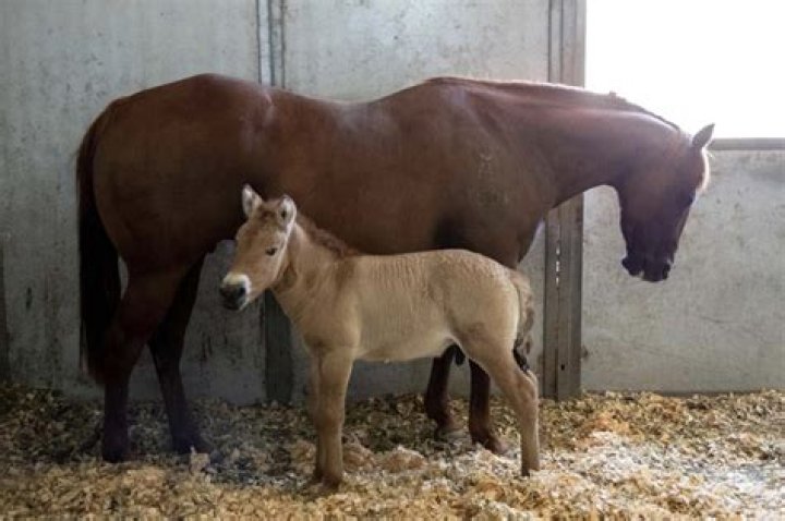 Who first cloned horses?