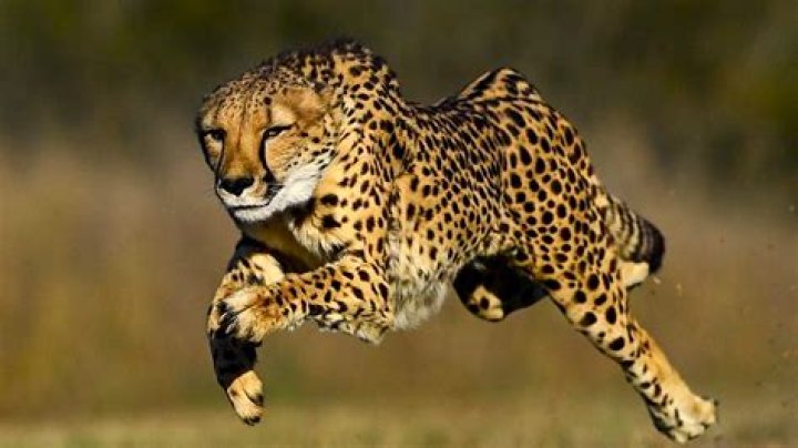 Who is faster cheetah or ostrich?