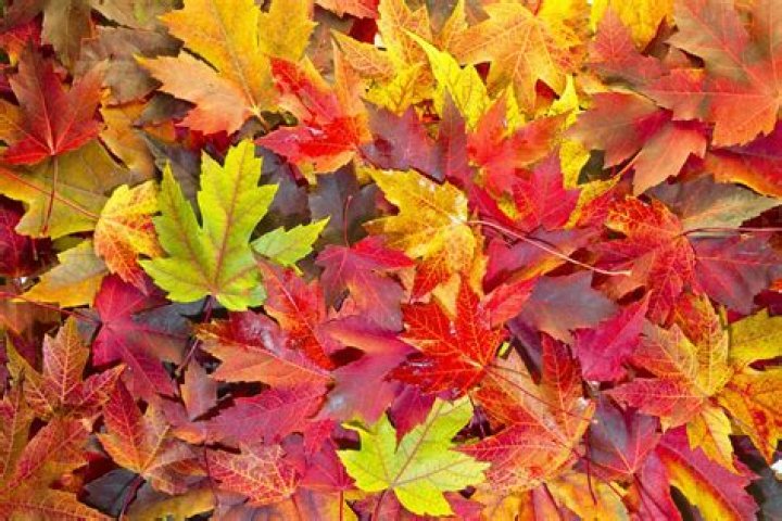 Why are leaves on trees?