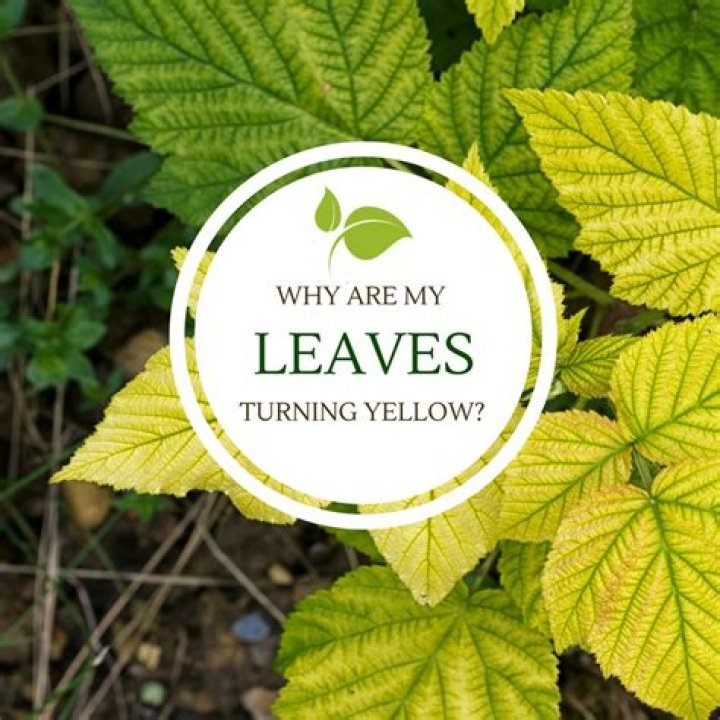 Why are my leaves cupping?