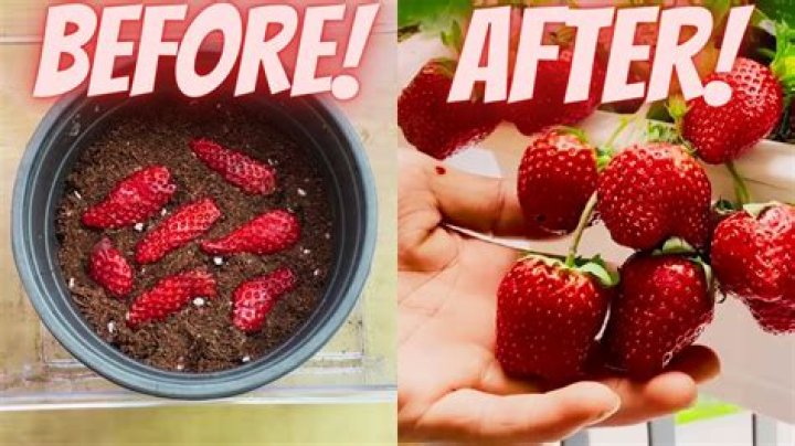 Why are my strawberries not sweet this year?