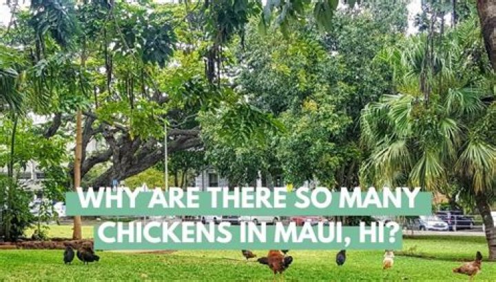 Why are there so many Filipino in Hawaii?