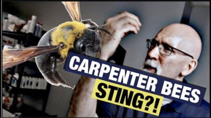 Why do carpenter bees chase me?