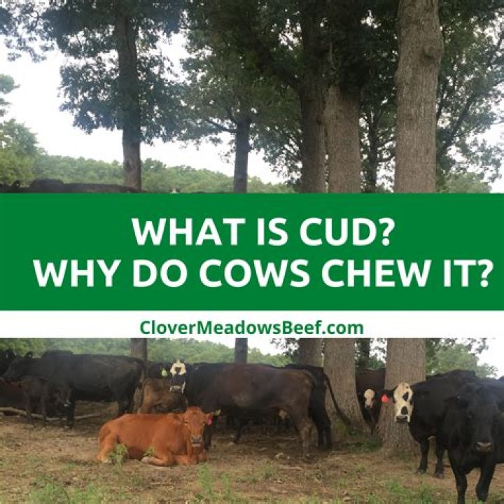 Why do cows eat birds?