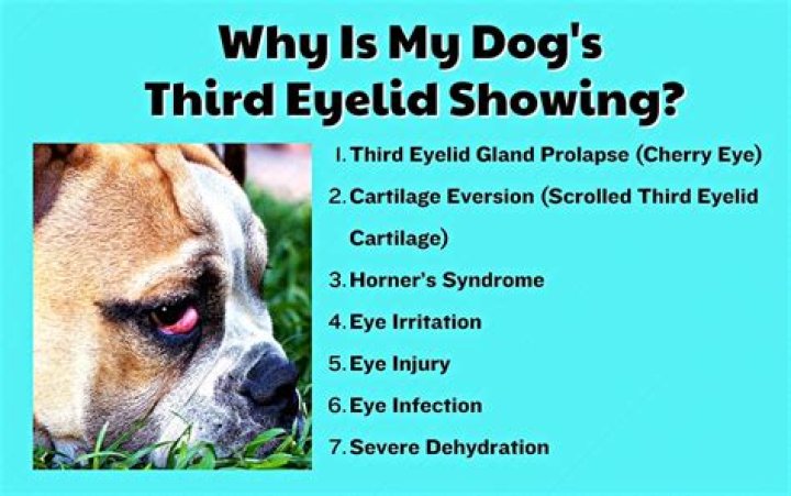 Why do dogs have a 3rd eyelid?