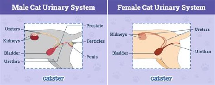 Why do female cats lick their private areas?