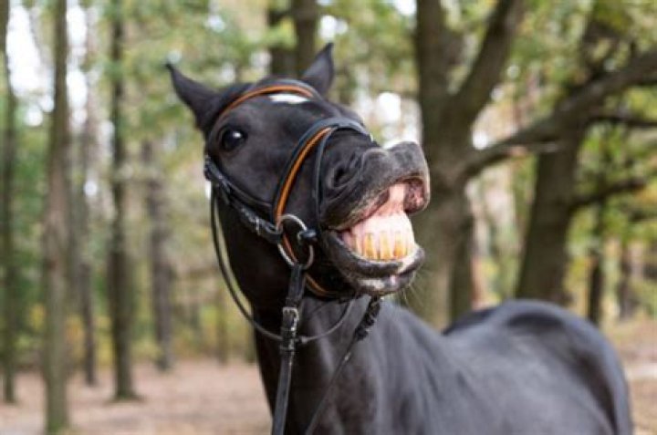 Why do horses swish their tails?