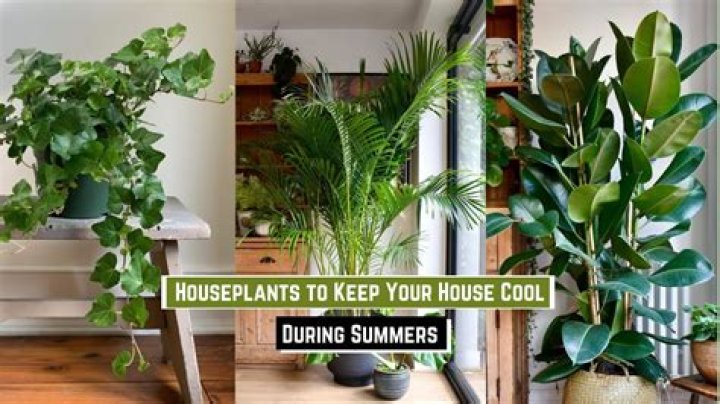 Why do houseplants make me happy?