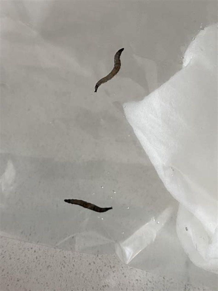 Why do I see black worms in my eyes?