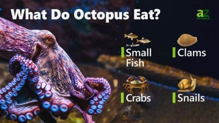 Why do octopuses eat themselves?