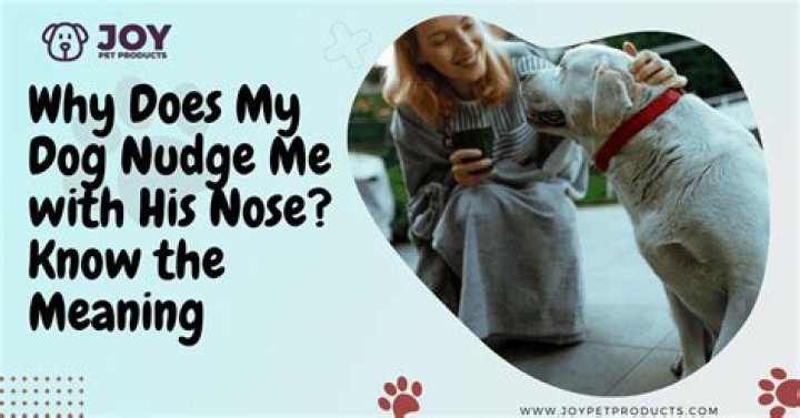 Why does a dog nudge a baby?
