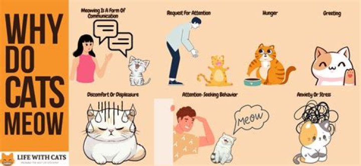 Why does my cat meow when I call his name?