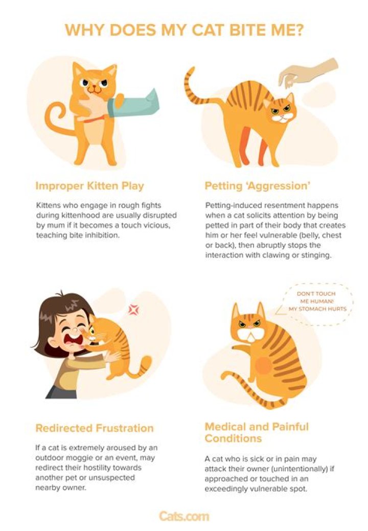 Why does my cat pat my face?