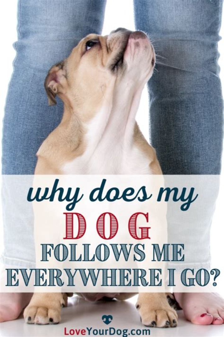 Why does my dog follow me everywhere I go?