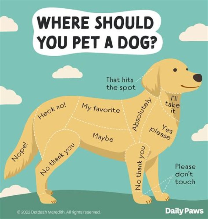 Why does my dog nip at me when I walk?
