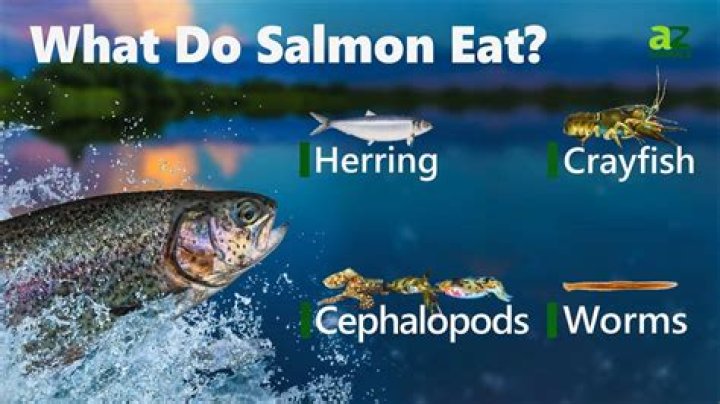 Why does salmon have an L?