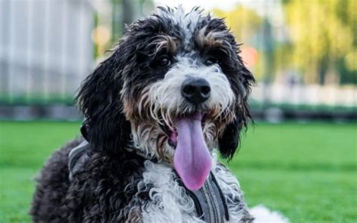 Why is my Bernedoodle aggressive?