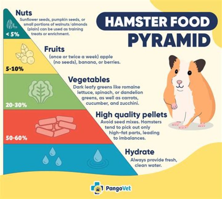 Why is my hamster eating his poop?