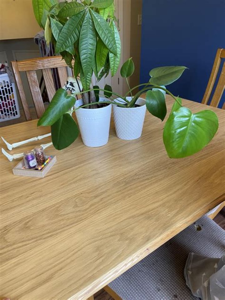 Why is my Monstera falling over?