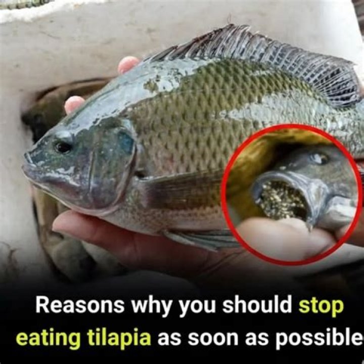 Why is tilapia considered a dirty fish?