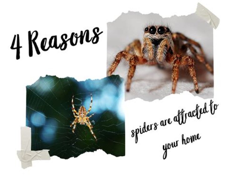 Why would spiders be attracted to a person?